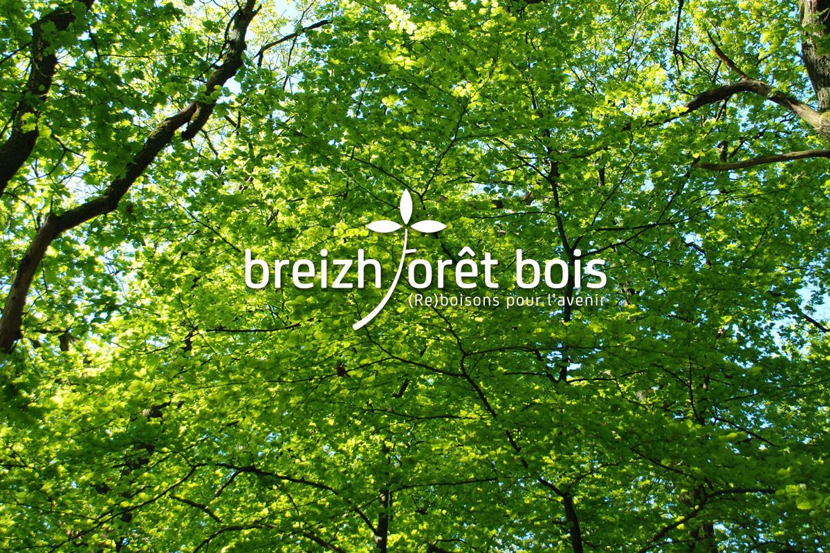 Création logo à Rennes, Breizh Forêt Bois